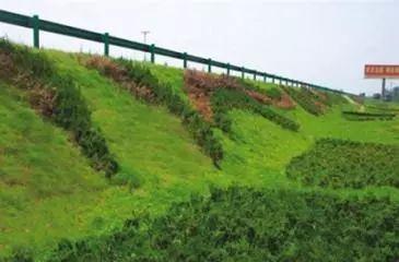 边坡绿化植物的选择与种植技巧（打造美丽边坡）