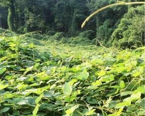 边坡绿化植物的选择与种植技巧（打造美丽边坡）