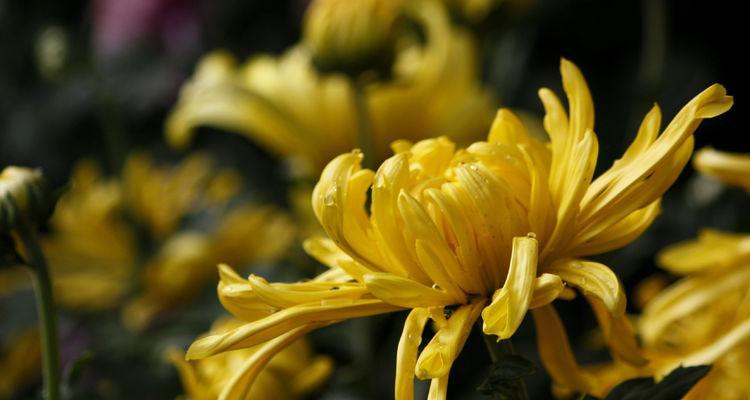 菊花（菊花的象征意义与文化传承）