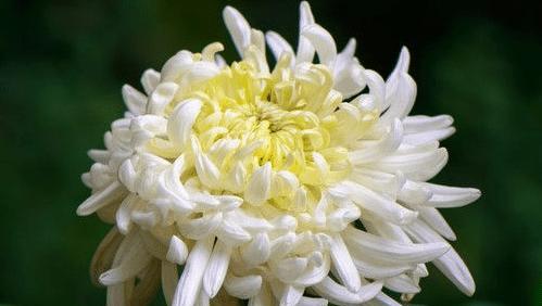 菊花（菊花的象征意义与文化传承）