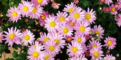 菊花（菊花的文化意义与象征）