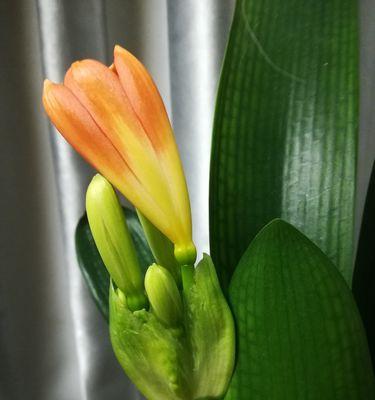 君子兰花语（探寻君子兰的花语及其深层含义）