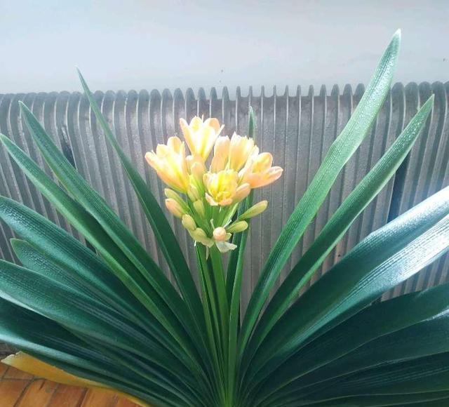 君子兰花语（探寻君子兰的花语及其深层含义）