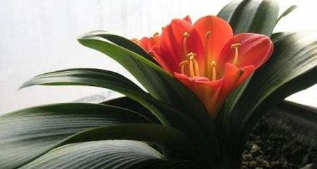 君子兰花的深刻花语（探寻君子兰花语中的智慧与品质）