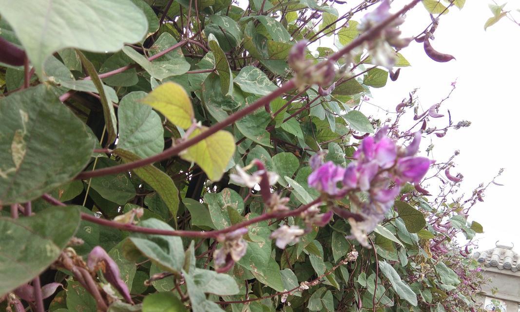 扁豆的花盆种植方法（种植技巧）