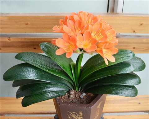 君子兰开花的寓意是什么（探讨君子兰开花的象征意义及文化传承）