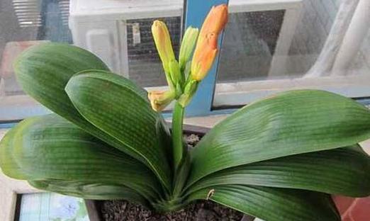 君子兰开花之谜（探寻君子兰开花背后的象征意义）