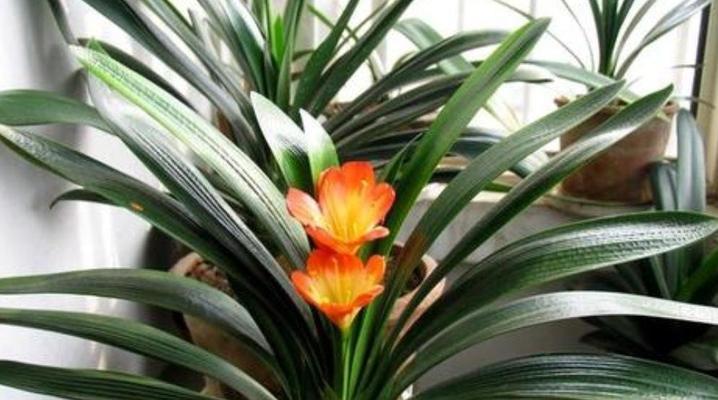 君子兰开花之谜（探寻君子兰开花背后的象征意义）