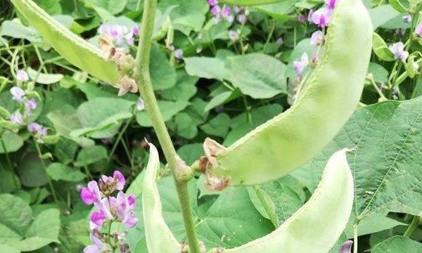 扁豆种植指南——时间和生长周期（——扁豆种植技巧）