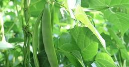 怎么吃干扁豆种子（干扁豆种子的营养价值及其烹饪技巧）