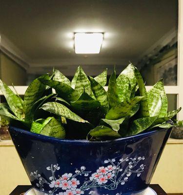 如何选择适合扁花盆种植的花卉（打造美丽花园的小技巧）
