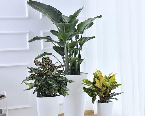 适合种植的扁平花盆推荐（选择适合的扁平花盆）
