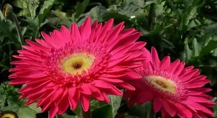 卡萨布兰卡花语（一朵花背后的深情与意义）