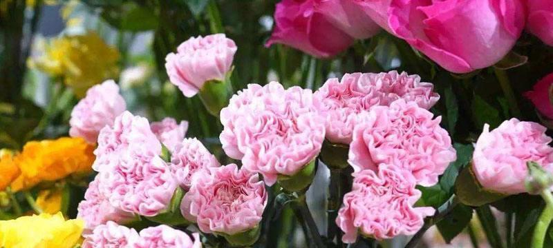 康乃馨白色花语（康乃馨花语白色系列的意义与象征）