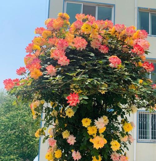变色龙月季——一年开几次花（解读变色龙月季的开花规律）