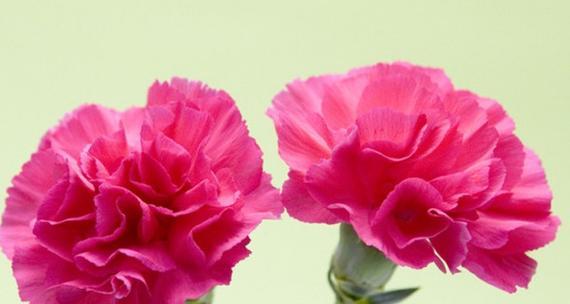 康乃馨的花语及其寓意（香气独特）