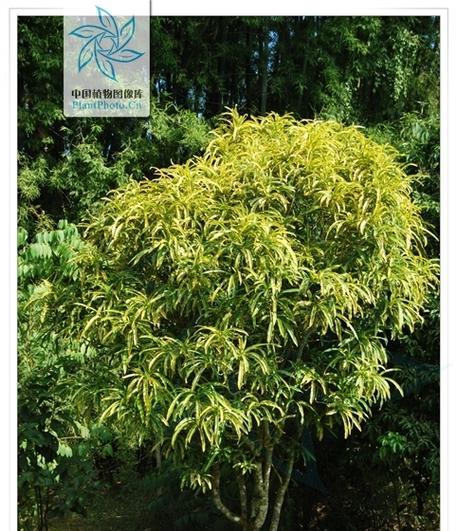 变叶木的生长特征（探究变叶木是草本还是木本的争议）
