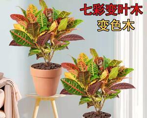 变叶木，适合在室内养吗（探讨适宜室内养护的变叶木品种及技巧）