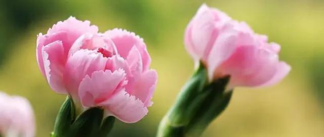 康乃馨的花语（绽放爱与祝福的芬芳）