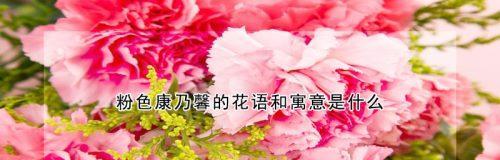 康乃馨花语的深意（传统与现代的完美结合）