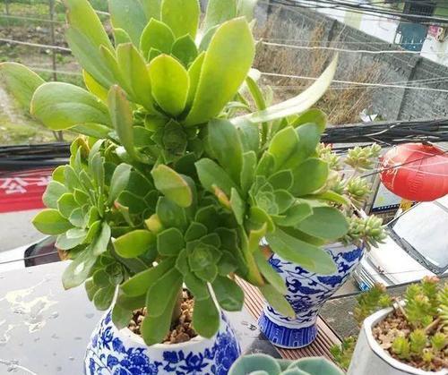 变质的米酒可以做肥料吗（探究变质米酒的肥料利用价值及注意事项）