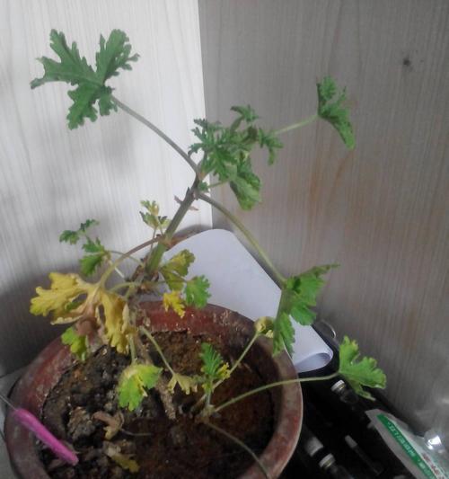 变质牛奶能浇花吗（探究变质牛奶的成分以及影响植物生长的原因）