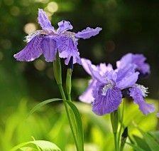 坚强之花——勇敢前行的象征（以菊花为例）