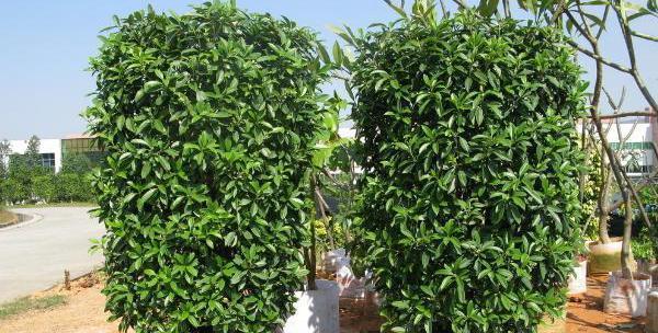 非洲茉莉的种植与养护（了解种植技巧）