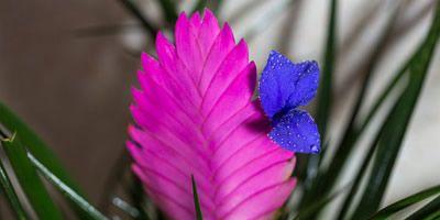 坚韧之花（以菊花的花语为例）