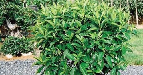 非洲茉莉冬季养护指南（室内条件、水分与肥料的重要性）