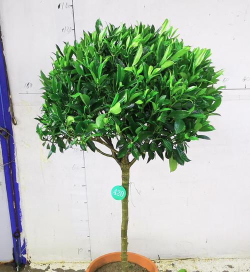 非洲茉莉冬季养护指南（室内条件、水分与肥料的重要性）