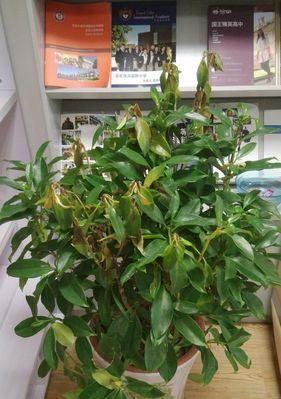 非洲茉莉的浇水方法（一周一次）