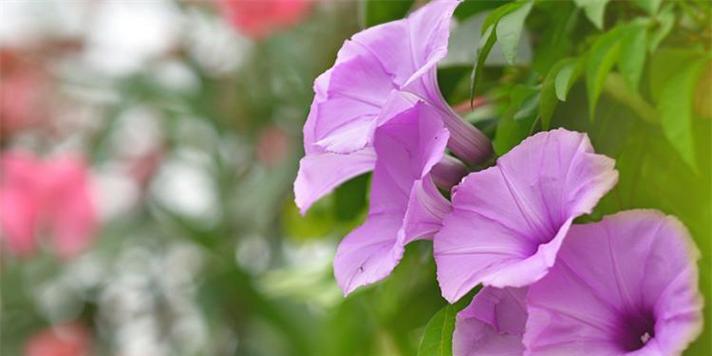 告别爱情（百合花的花语揭示着爱情的终结）