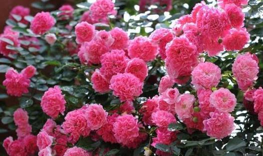 告别爱情（百合花的花语揭示着爱情的终结）