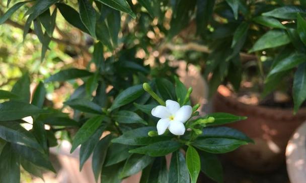 非洲茉莉开花时间及养护方法（掌握关键时间）