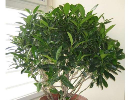 非洲茉莉开花时间及养护方法（掌握关键时间）