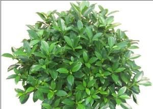 非洲茉莉的浇水技巧（如何科学浇水）