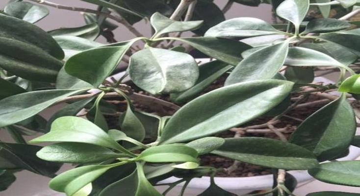 非洲茉莉的浇水技巧（如何科学浇水）