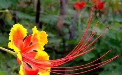金榜题名，花语传承万年（以菊花花语为主题）