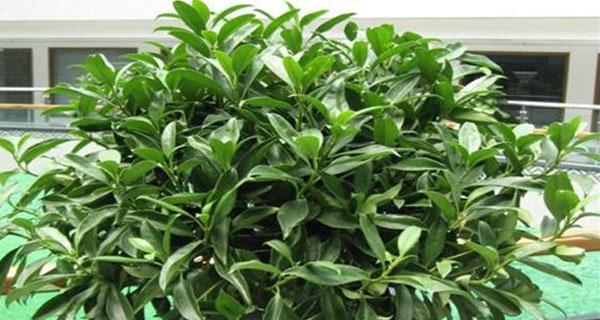 非洲茉莉的养护方法（简单易学）