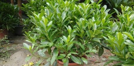 非洲茉莉的养护方法（简单易学）