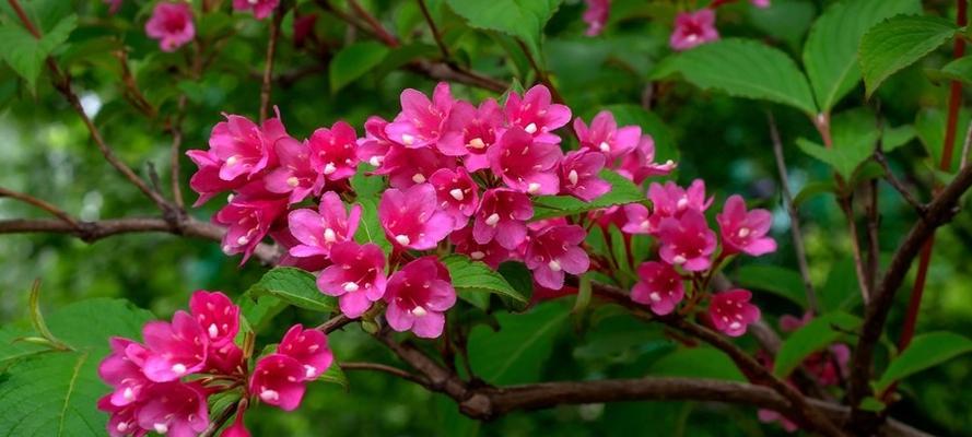 金榜题名，花语传承万年（以菊花花语为主题）