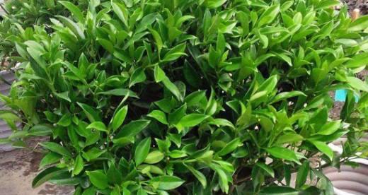 非洲茉莉的浇水技巧（春夏秋冬）