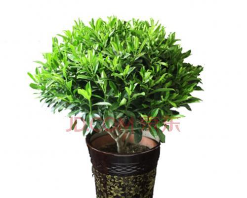 非洲茉莉的浇水技巧（春夏秋冬）