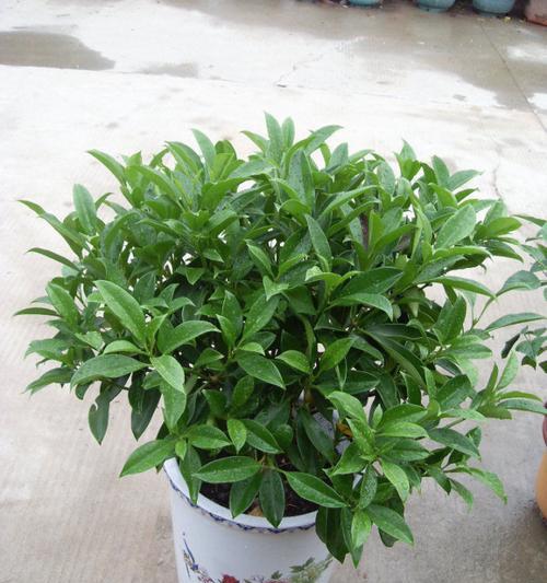 如何浇水让非洲茉莉更旺盛（掌握这些浇水技巧）