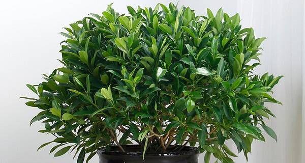如何浇水让非洲茉莉更旺盛（掌握这些浇水技巧）