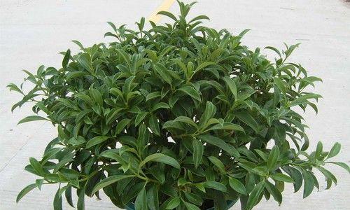 如何浇水让非洲茉莉更旺盛（掌握这些浇水技巧）