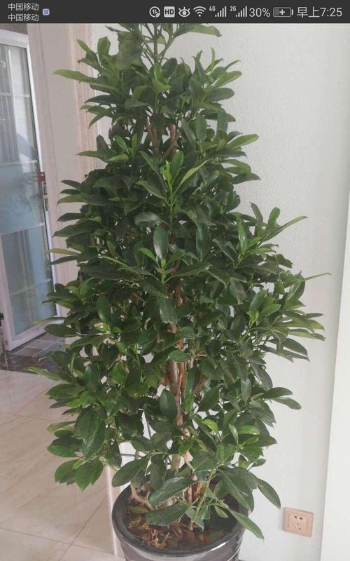 探究非洲茉莉花的花期和外观（细节描绘非洲茉莉花的美丽与神秘）
