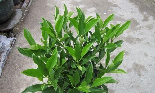 探秘非洲茉莉开花之美（了解非洲茉莉的生长习性与开花过程）