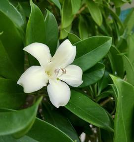 探秘非洲茉莉开花之美（了解非洲茉莉的生长习性与开花过程）